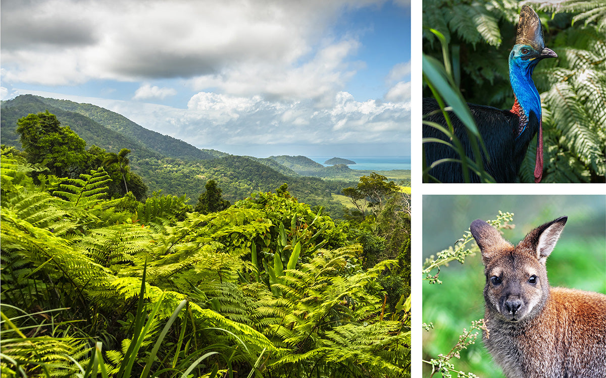 Forests of the World Desk Calendar