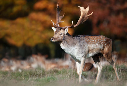 British Wildlife Desk Calendar
