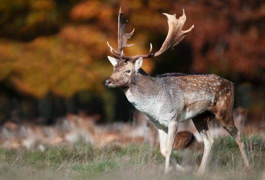 British Wildlife Desk Calendar