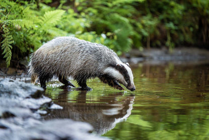 British Wildlife Desk Calendar