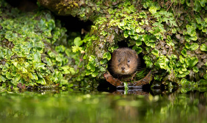 British Wildlife Desk Calendar