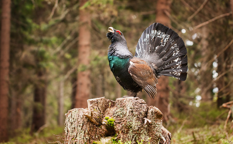 British Wildlife Desk Calendar