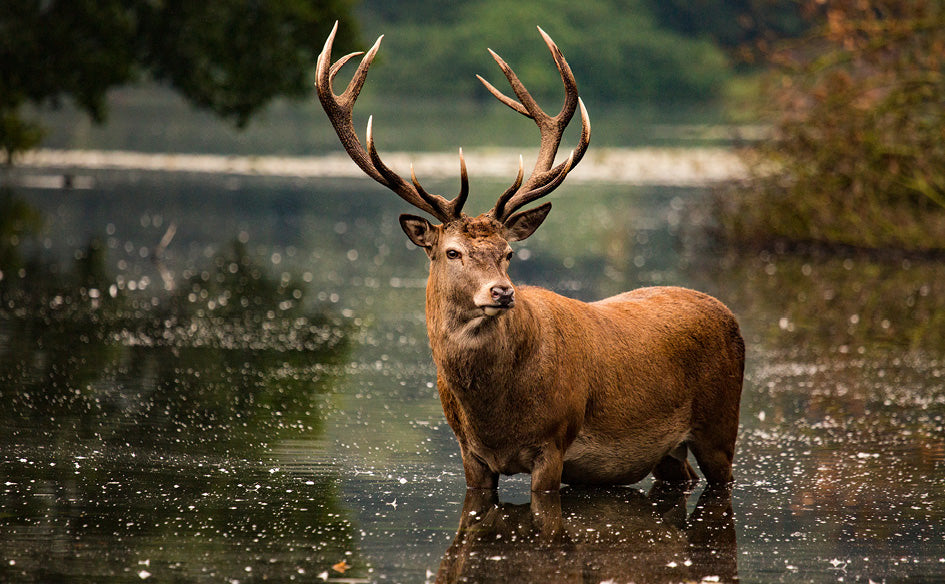 British Wildlife Desk Calendar