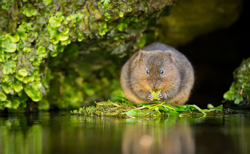 British Wildlife Desk Calendar