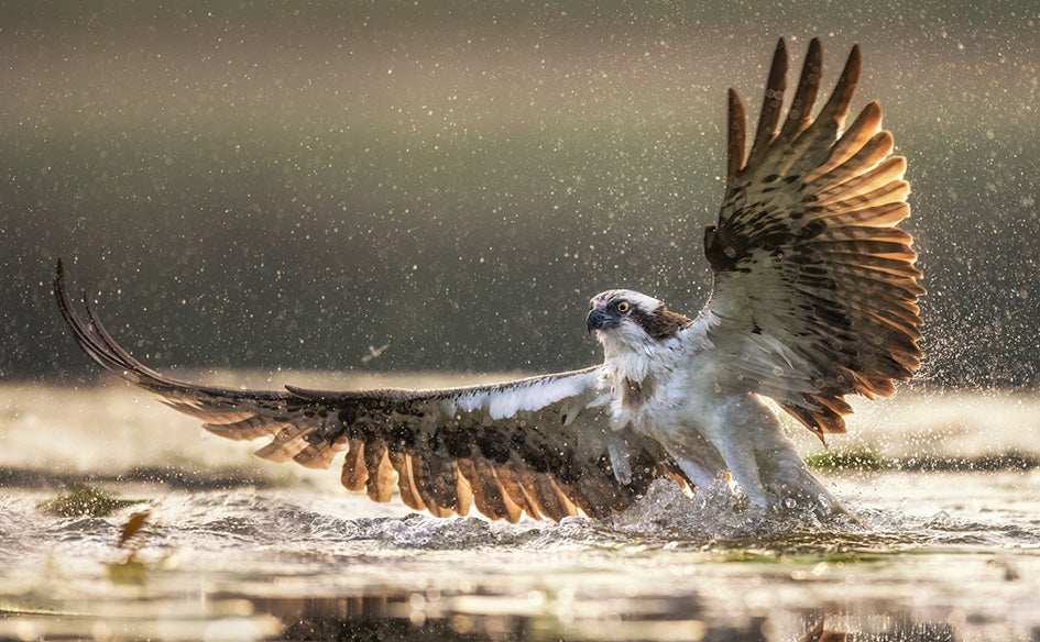 British Wildlife Desk Calendar