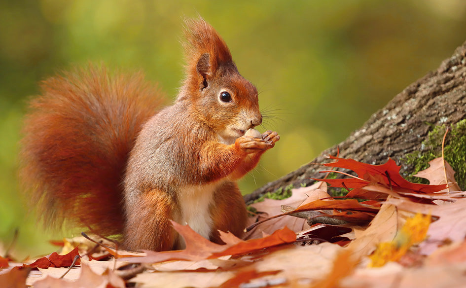 British Wildlife Desk Calendar