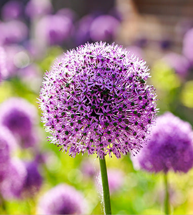 Fabulous Flowers Desk Calendar