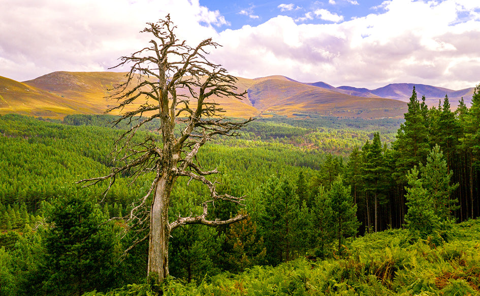 Cairngorms-National-Park-scotland