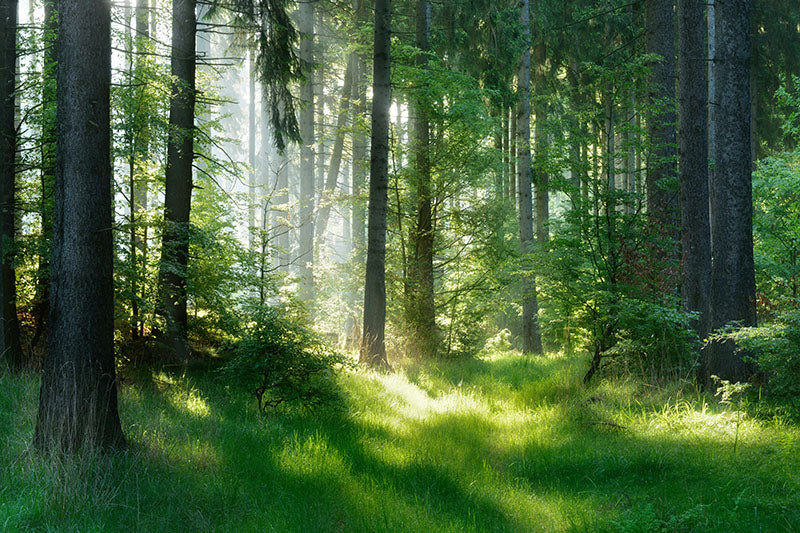 lush green forest